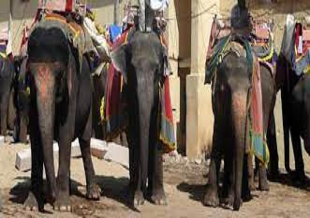 Mother Jaipur