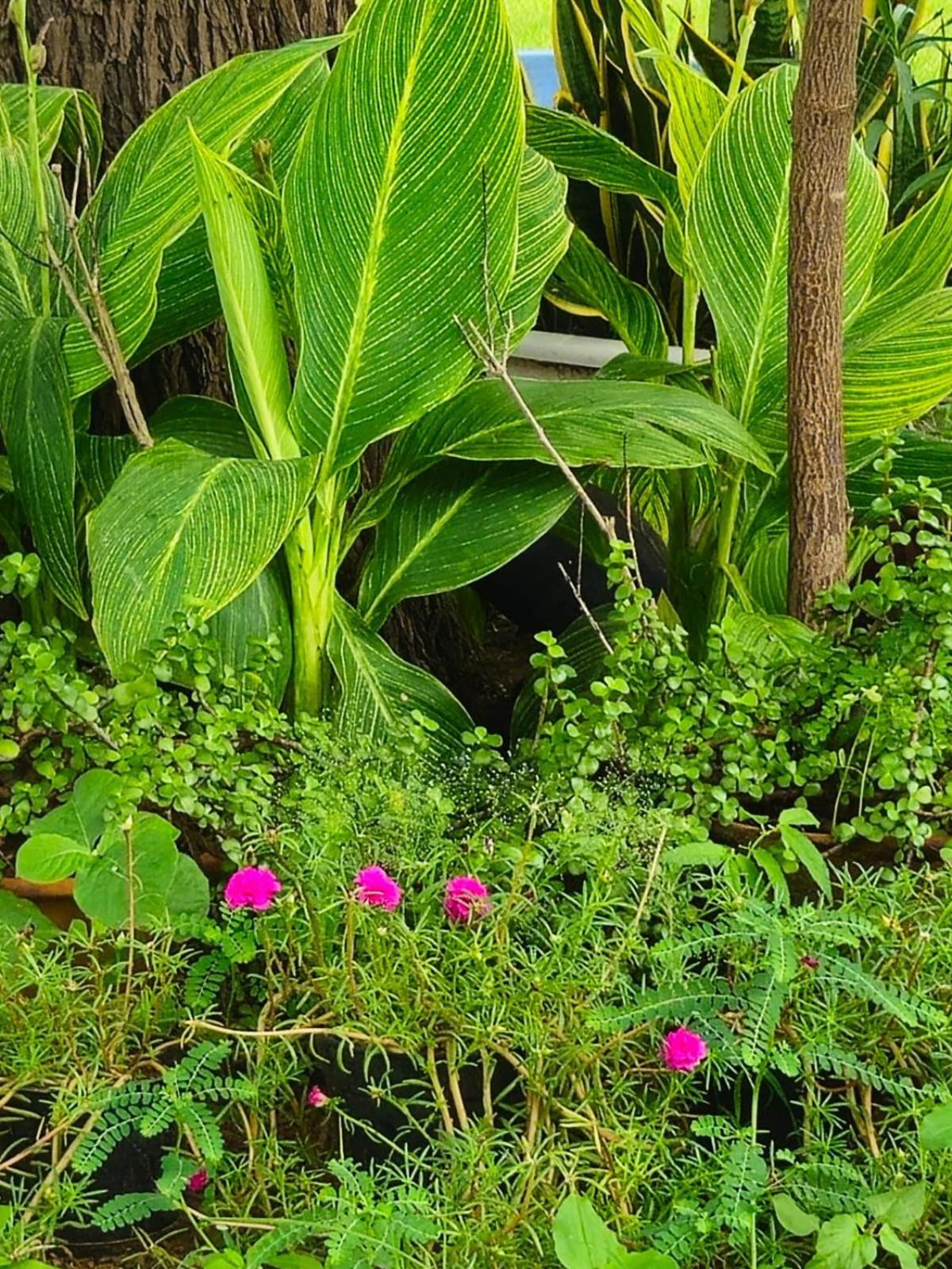 Bliss Farm * Jaipur