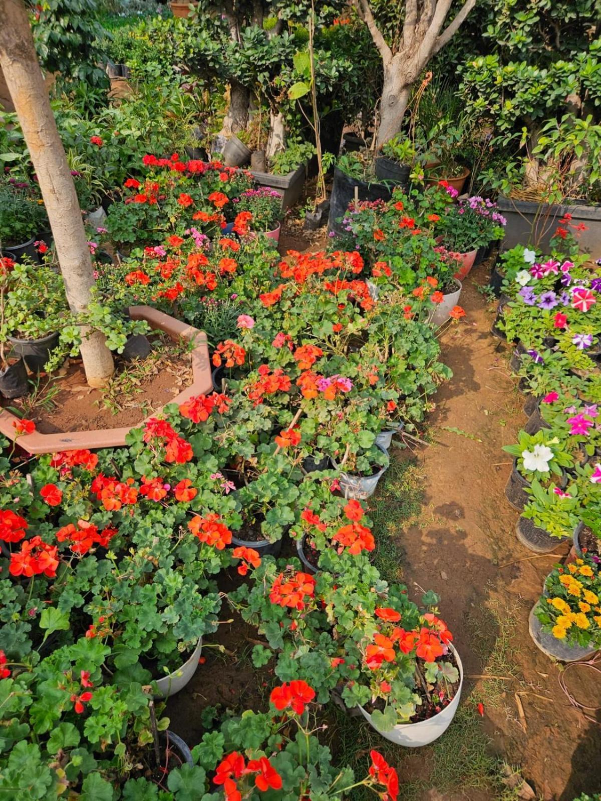 Bliss Farm Farm stay *