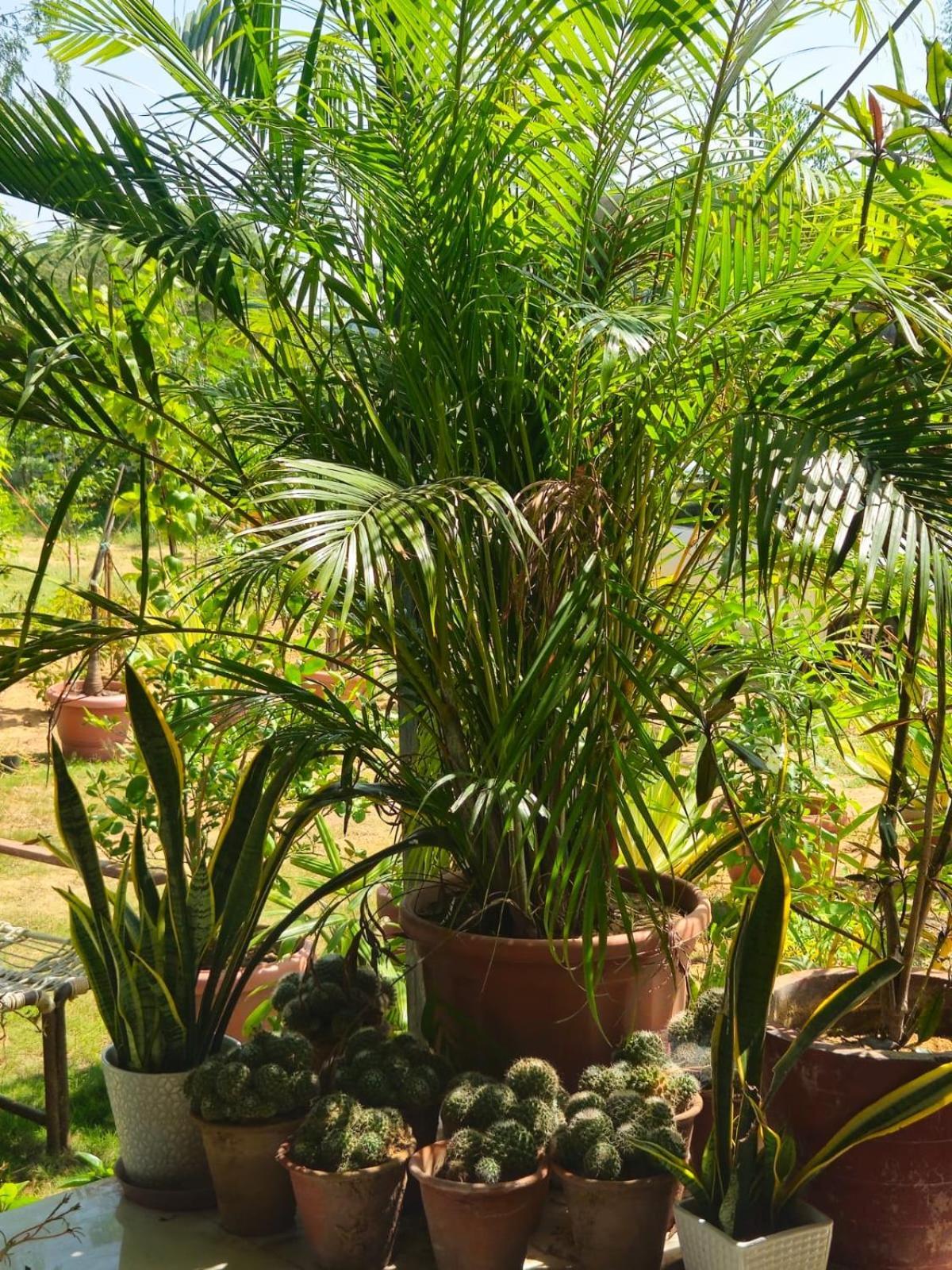 Bliss Farm * Jaipur