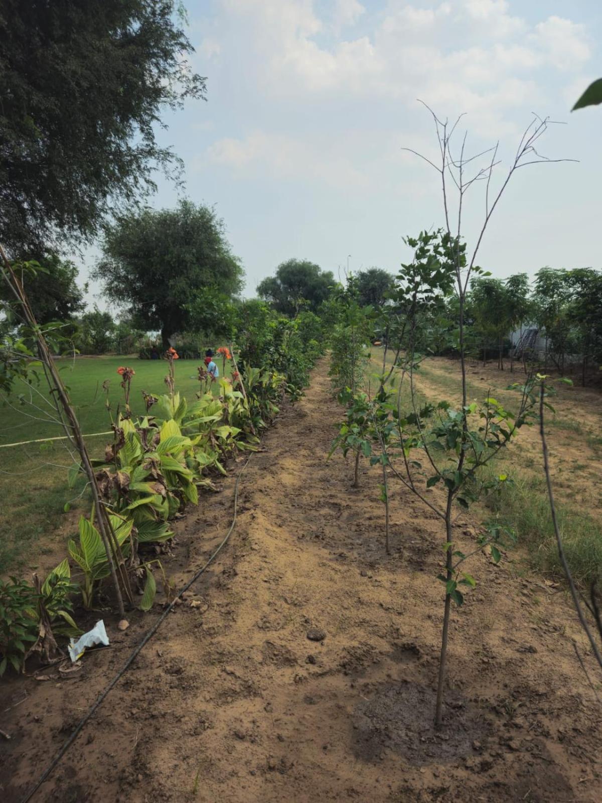 Bliss Farm *