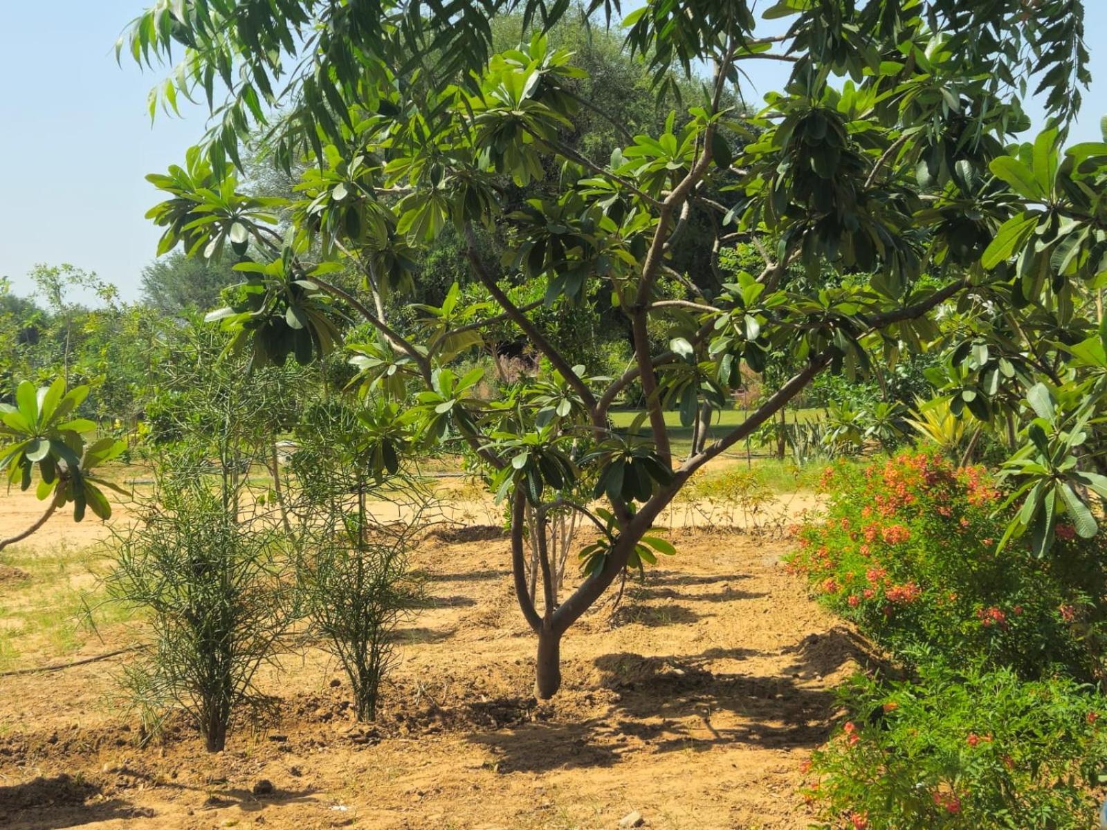 Farm stay Bliss Farm Jaipur