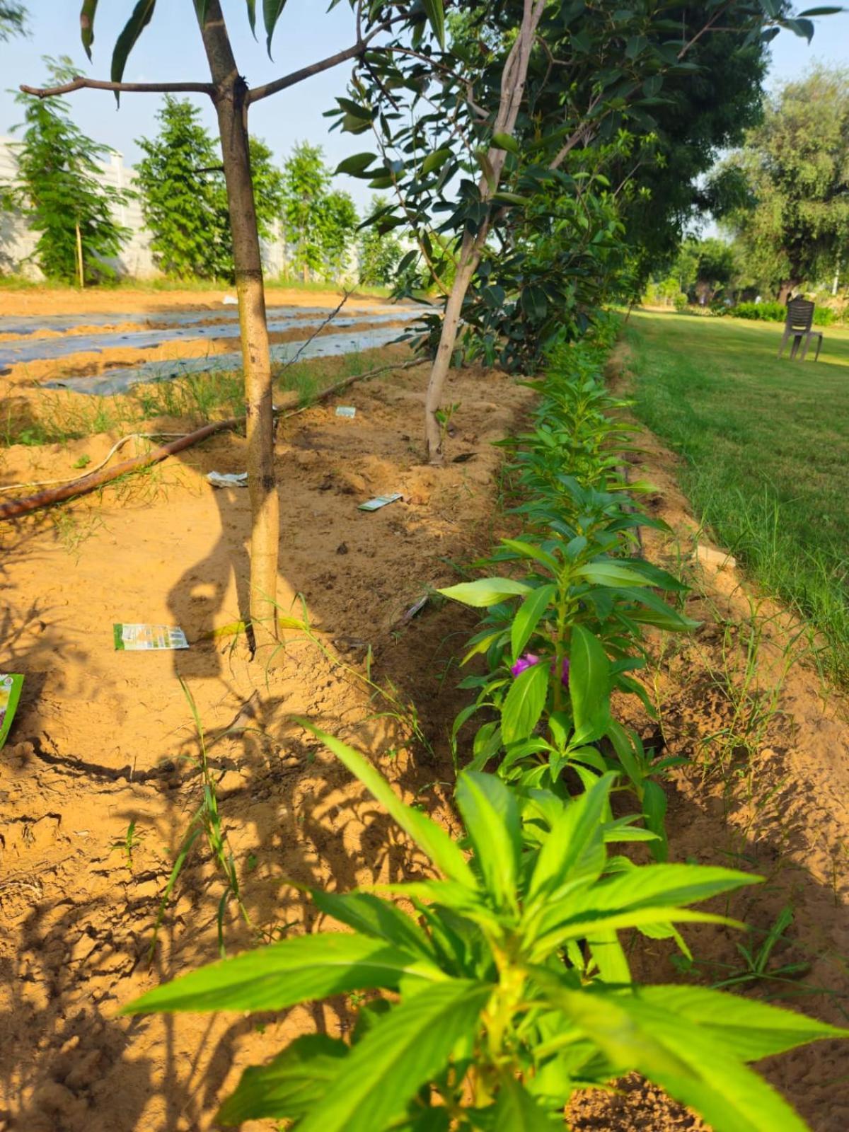 Bliss Farm * Jaipur