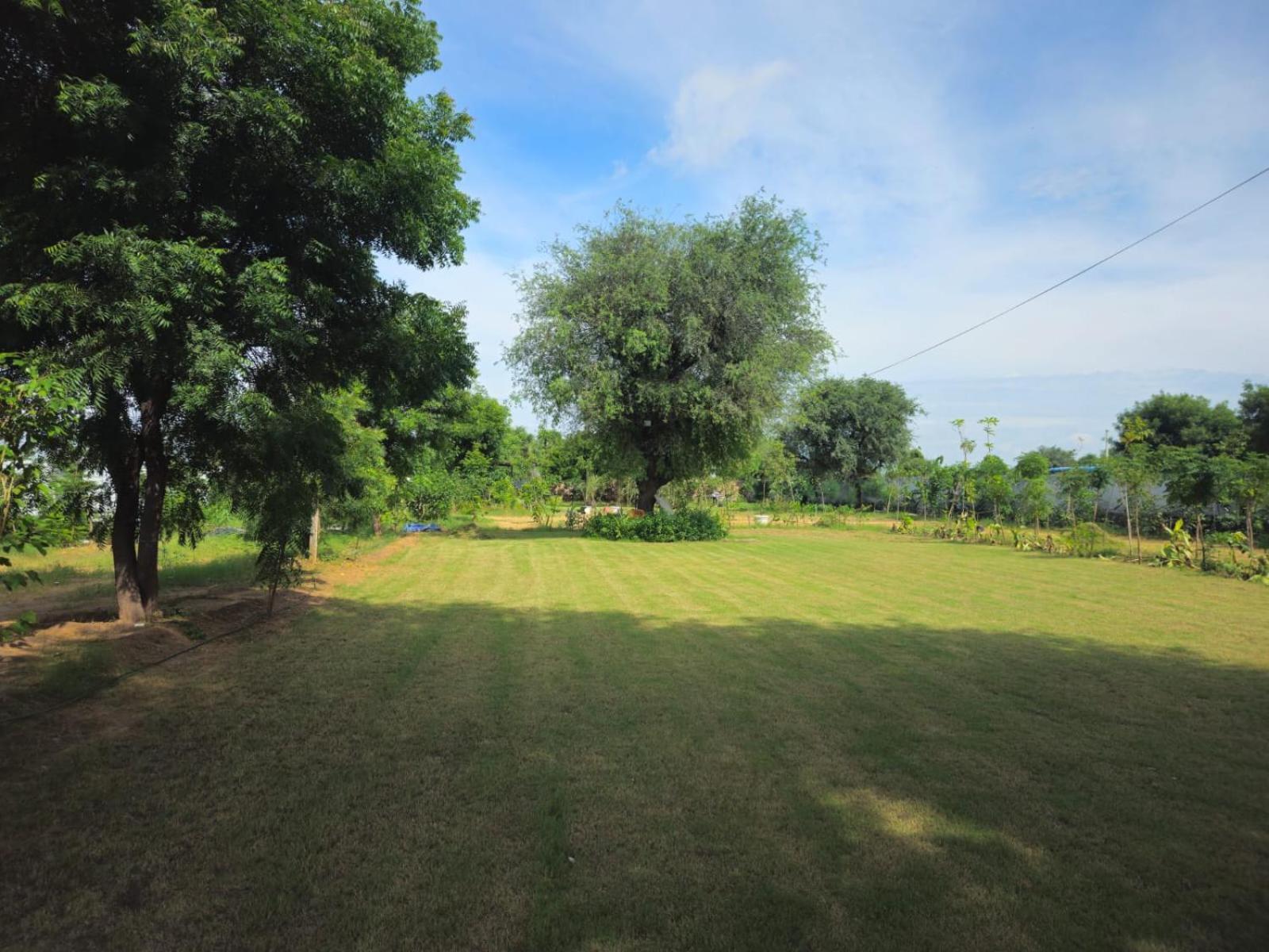Bliss Farm