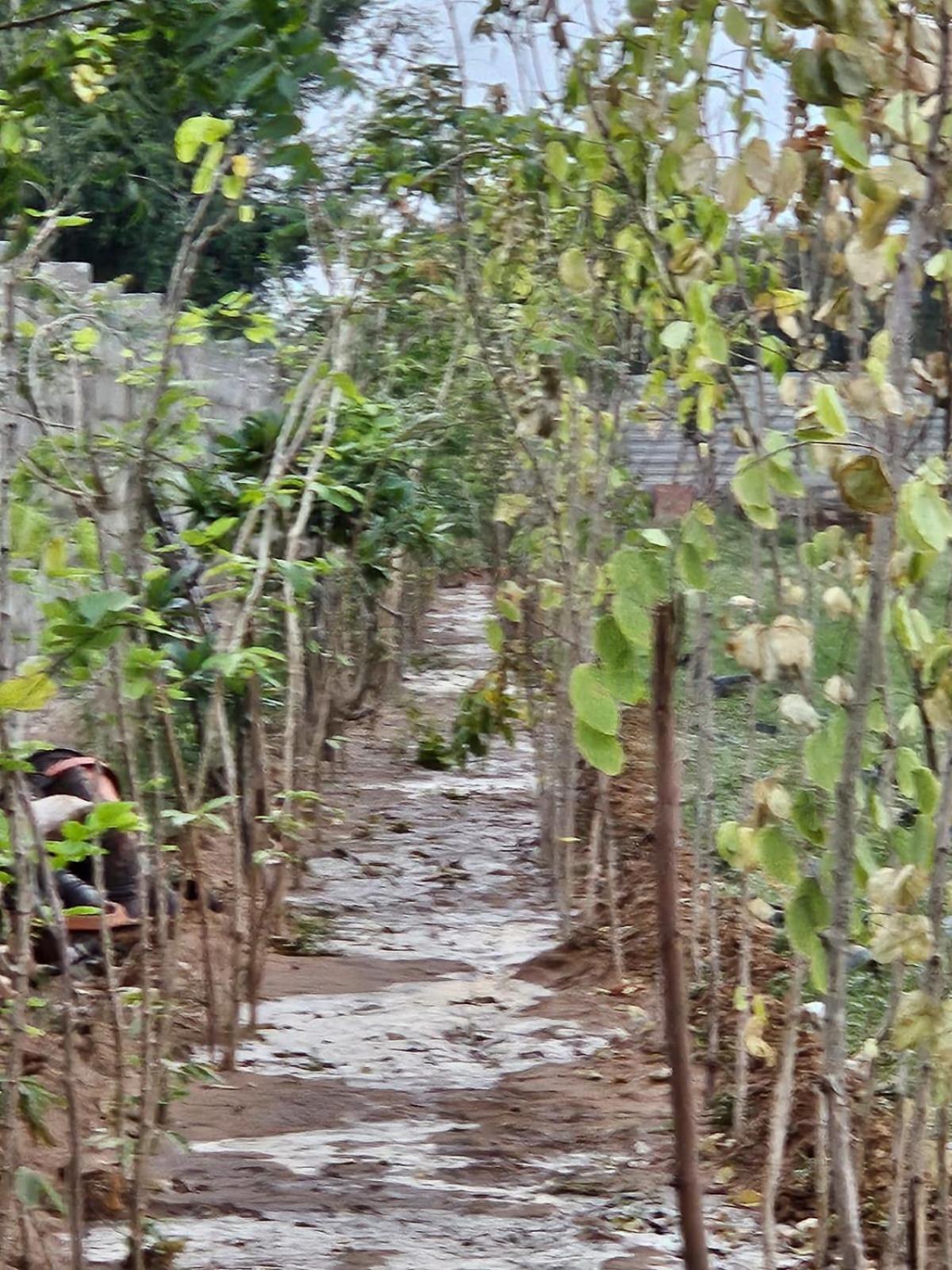 Bliss Farm Jaipur