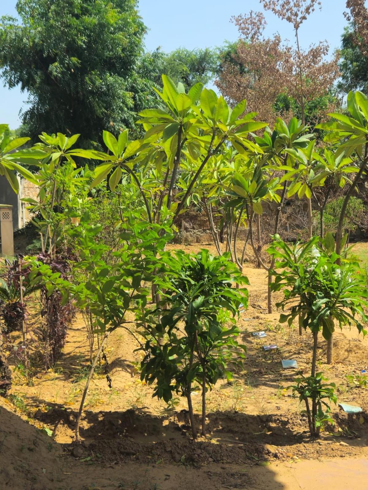 Bliss Farm Farm stay Jaipur