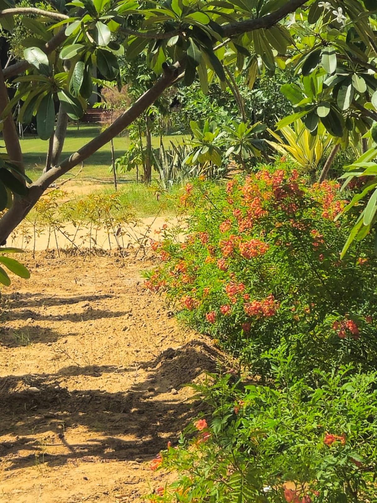 Bliss Farm Jaipur