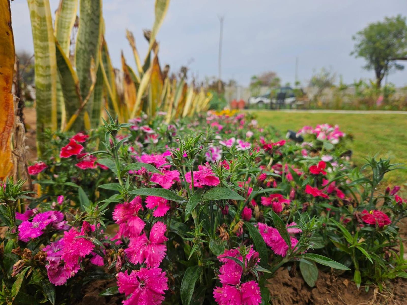 Farm stay Bliss Farm Jaipur