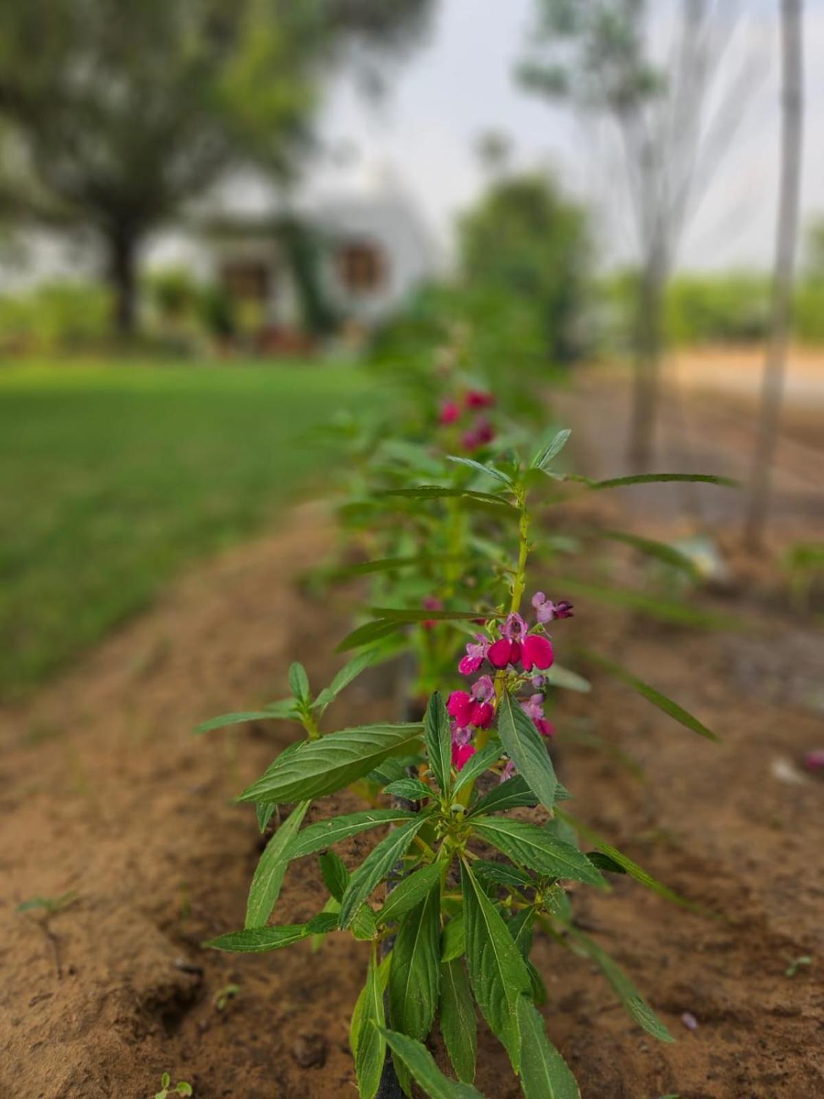 Farm stay Bliss Farm