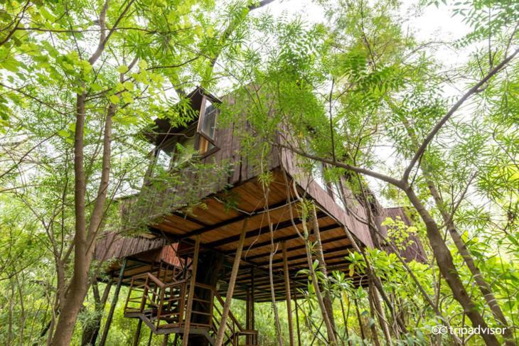 Resort The Tree House