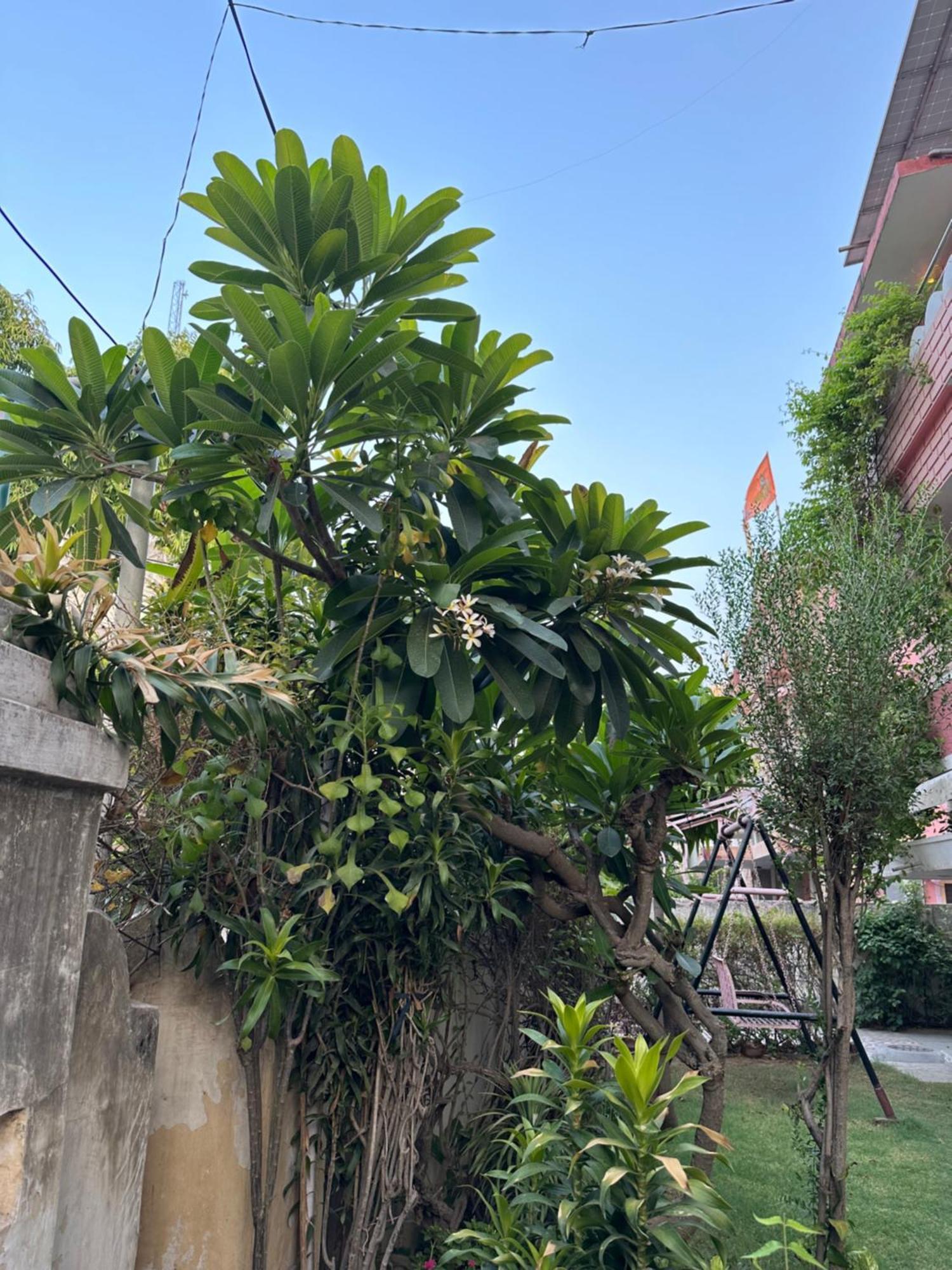 Jwala Niketan * Jaipur