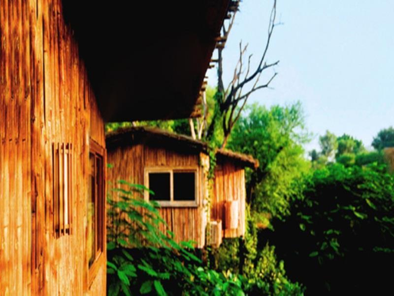The Tree House