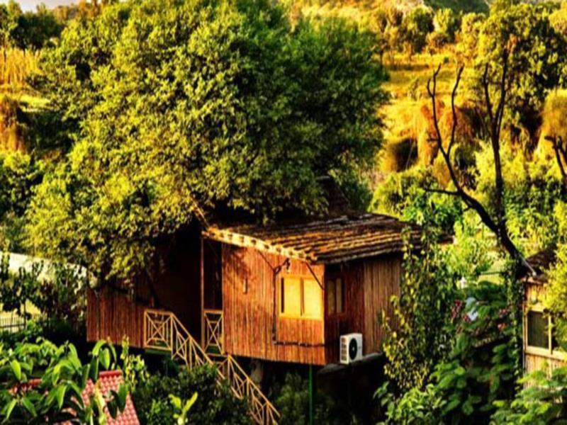 The Tree House Jaipur