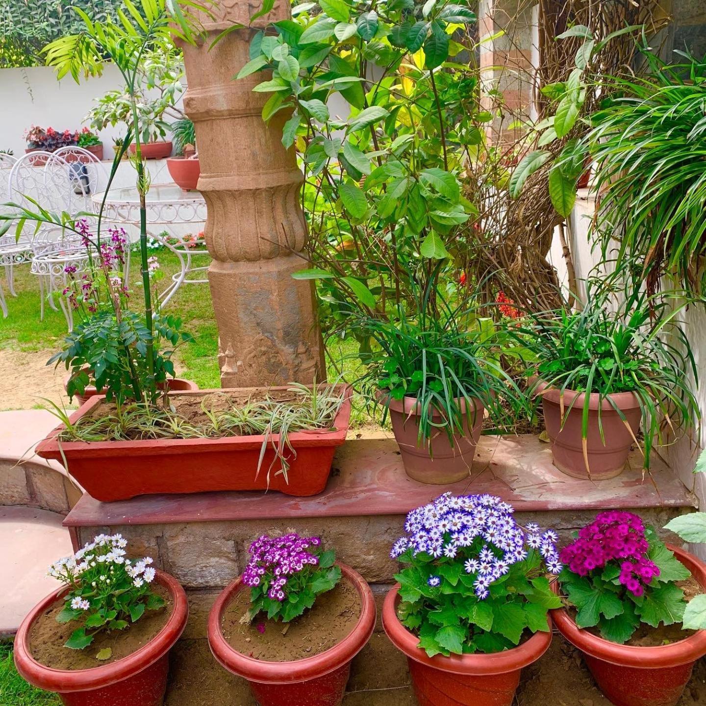 Bed & Breakfast Camellia Heritage Homestay Jaipur